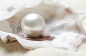 Image of a pearl inside of an oyster shell Image of a pearl inside of an oyster shell