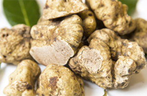 Image of white truffle Image of white truffle